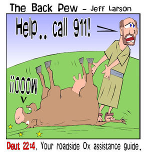 christian cartoons, cattle cartoons, cow cartoons, Deuteronomy 22:4