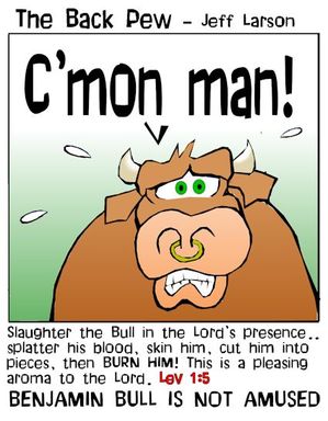 christian cartoons, cattle cartoons, cow cartoons, Leviticus 1:5