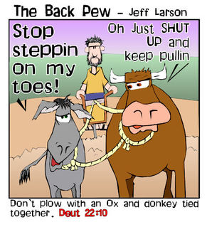 christian cartoons, cattle cartoons, cow cartoons, Deuteronomy 22:10