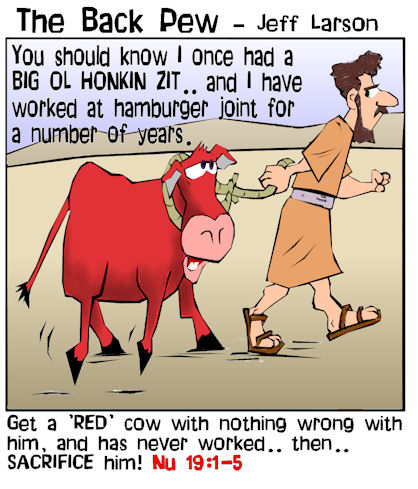 christian cartoons, cattle cartoons, cow cartoons, red cow cartoons, numbers 19:1-5