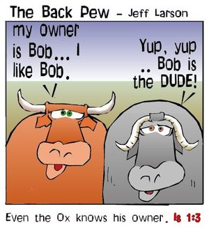 christian cartoons, cattle cartoons, cow cartoons, Isaiah 1:3, ox cartoons
