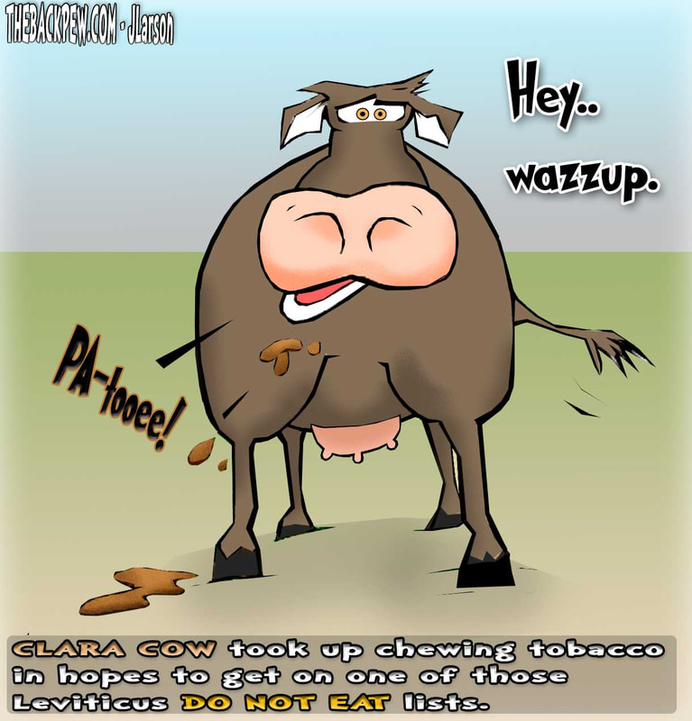 This Bible Cartoon features a COW who chews tobacco in the days of Leviticus