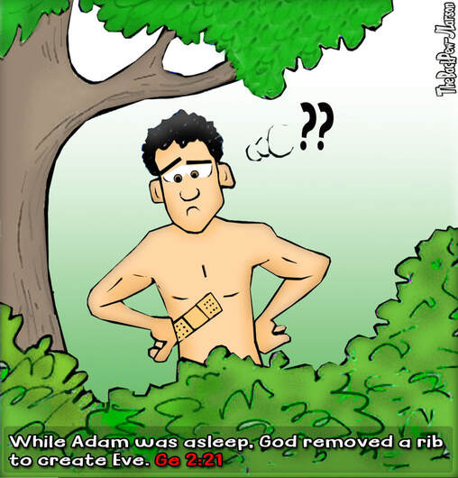 This Bible Cartoon features God removing rib from AdamPicture