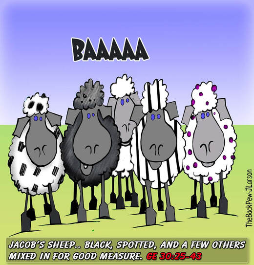 This Bible cartoon features Jacob's Diverse SheepPicture