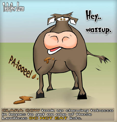 This Bible Cartoon features a COW who chews tobacco in the days of Leviticus